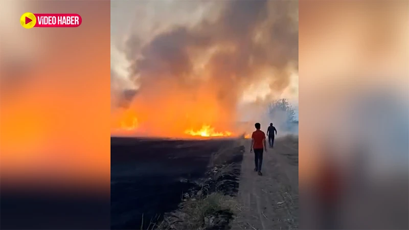 Şanlıurfa'da onlarca dönüm buğday tarlası küle döndü oldu: Emekler heba oldu