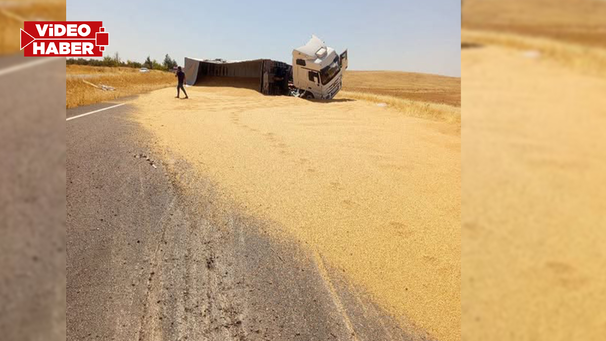 Şanlıurfa'da buğday yüklü tır devrildi: 30 ton buğday yola saçıldı...