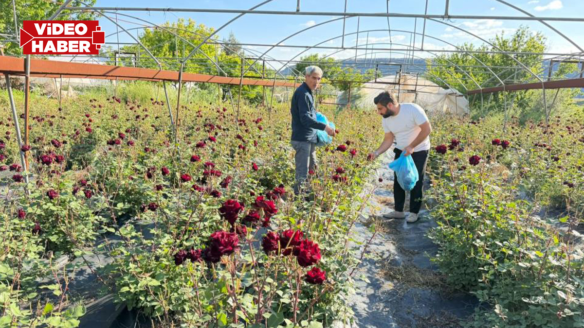 Dünyada sadece Şanlıurfa'da yetişiyor: Karagül hasadı başladı