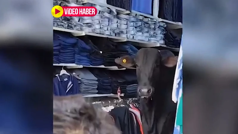 Şanlıurfa’da danadan bayram provası! Ortalığı birbirine kattı