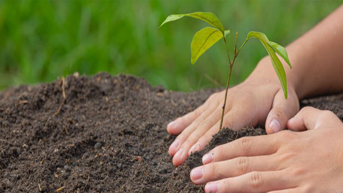 Şanlıurfa'da on binlerce fidan toprakla buluşacak!