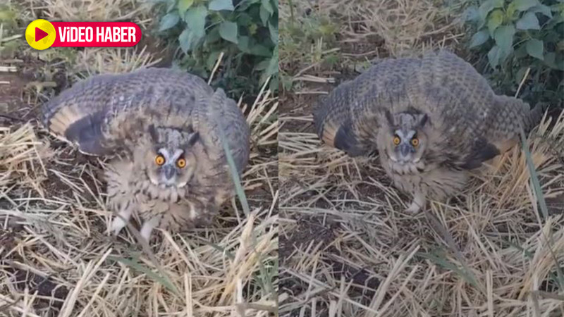 Şanlıurfa'da tarlada şaşırtan karşılaşma! Çiftçiler kurtardı