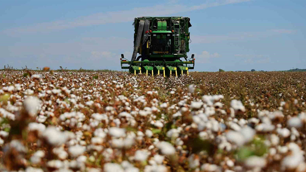 “Beyaz altın”da hasat başladı ama durum endişe verici!