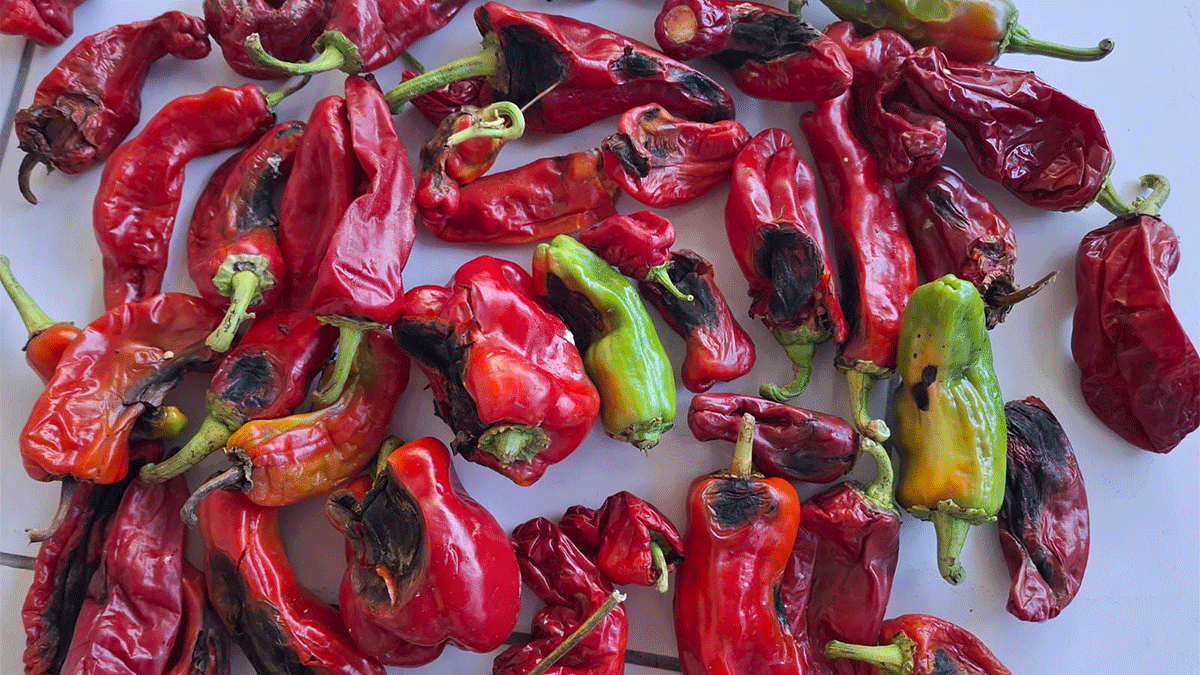 Şanlıurfa’da isot sahtekarlığı: Çuvalın yarısı çöpe gitti