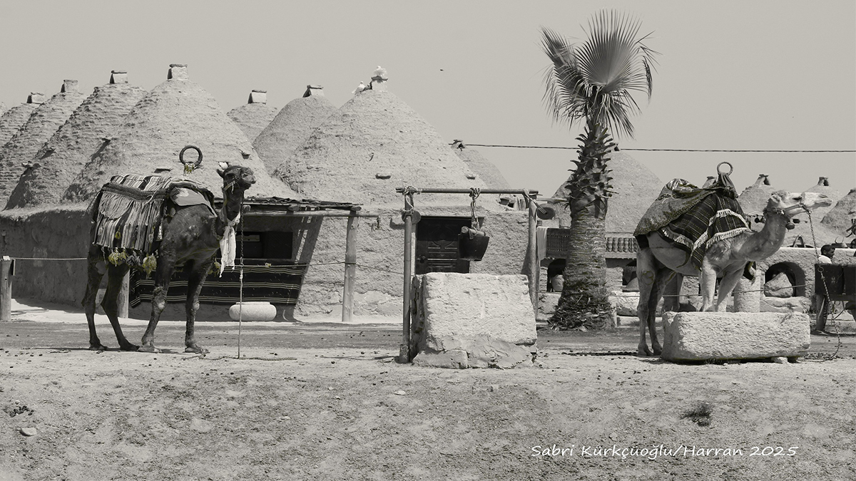 Bir zamanlar Şanlıurfa’nın yükü onlardaydı: Urfa'nın develeri nereye kayboldu?