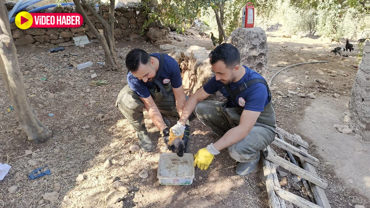 Şanlıurfa’da foseptik çukuruna düşen Boncuk kurtarıldı