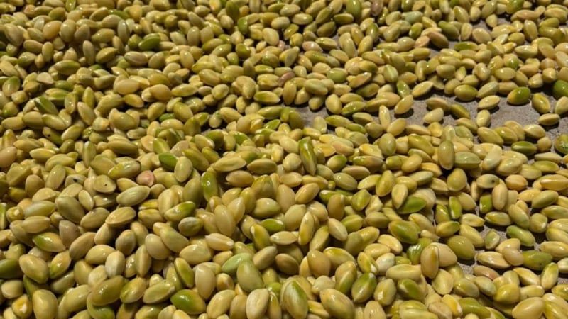 Şanlıurfa’da fıstık yüz güldürüyor! Bir haftada 45 lira arttı