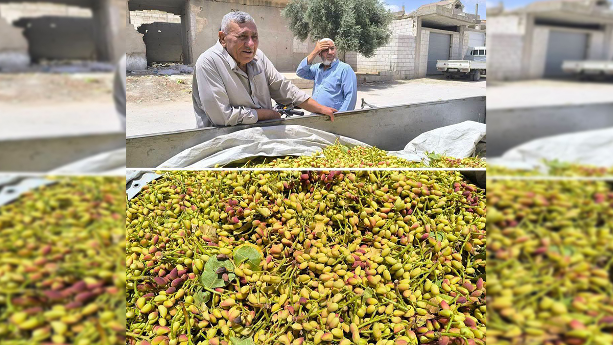 Boz fıstıkta sınır farkı: Suriye’de 4 dolar, Urfa'da 300 TL