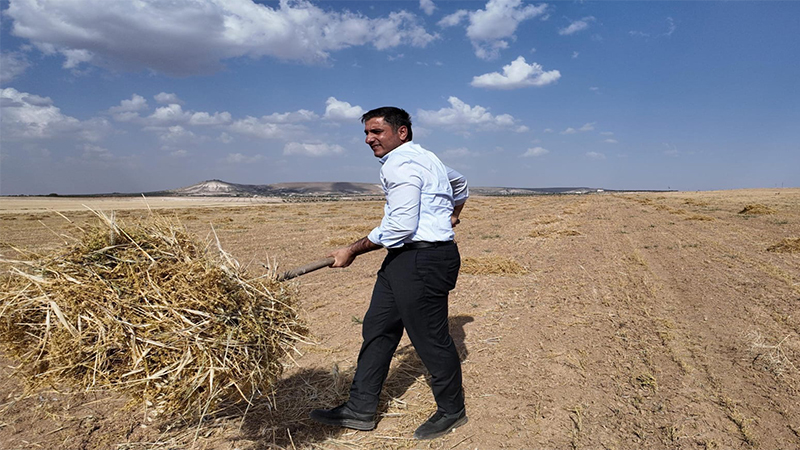 Şanlıurfa’da acı hasat: Bu kez bereket değil, endişe getirdi!