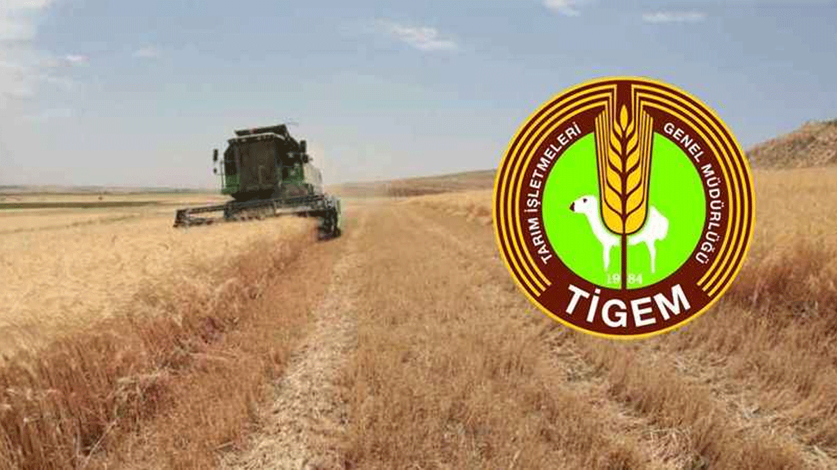 Şanlıurfa’da 200 milyon TL’lik dev satış! 11 bin 430 ton satılacak