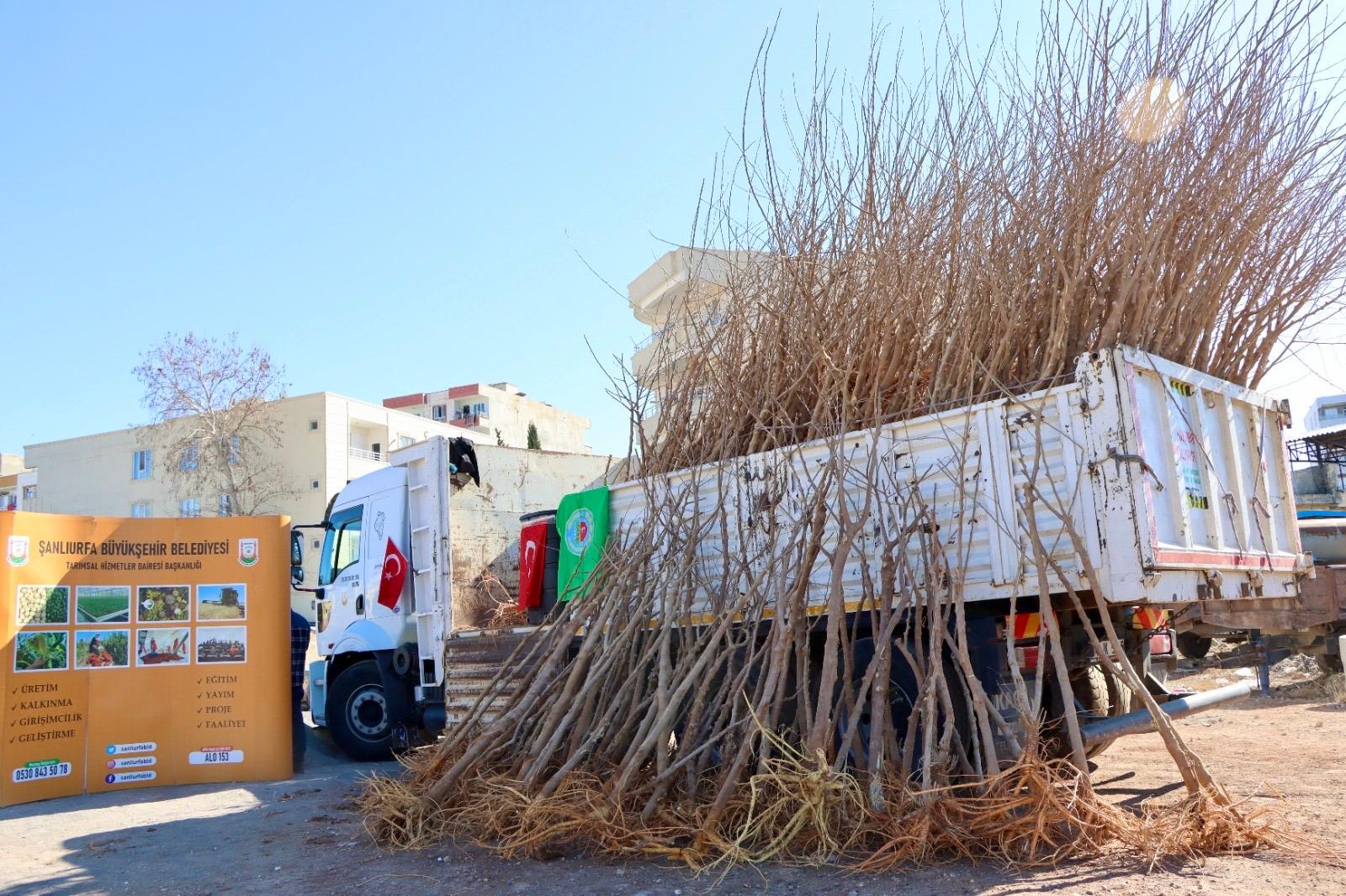 Büyükşehir'den çiftçilere destek: Ücretsiz dağıtıldı
