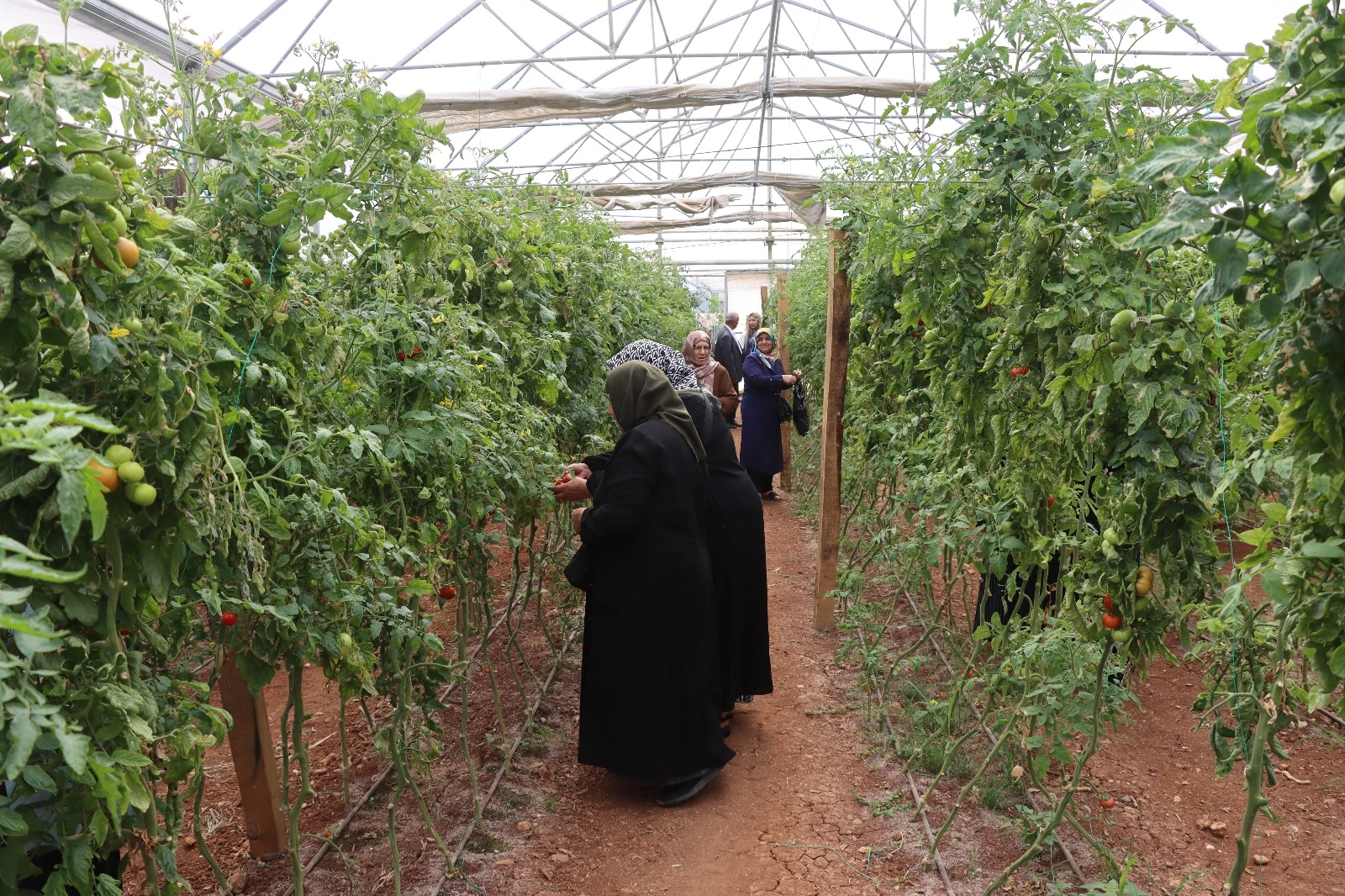 Şanlıurfa’da emekli kadınlara süs bitkisi eğitimi