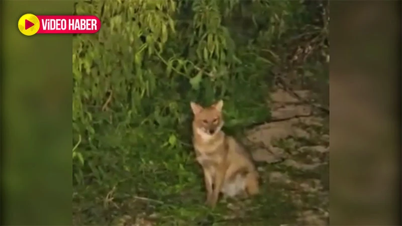 Domuz ve ayıdan sonra Şanlıurfa’da bu kez onlar görüldü! Bölgedekileri korkutan o anlar saniye saniye kaydedildi
