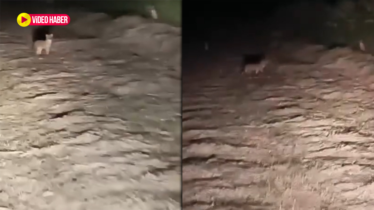 Sürü halinde geldiler! Şanlıurfa’da tarlasına giden çiftçi şoku yaşadı