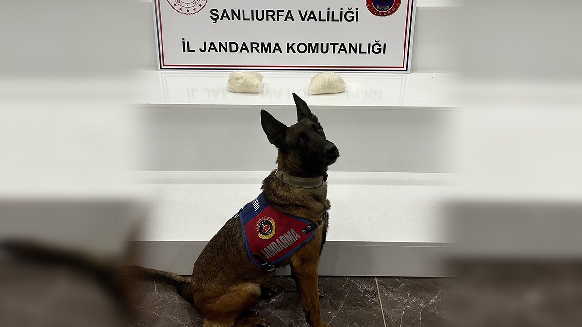 Şanlıurfa’da narkotik köpekleri zehri ortaya çıkardı!