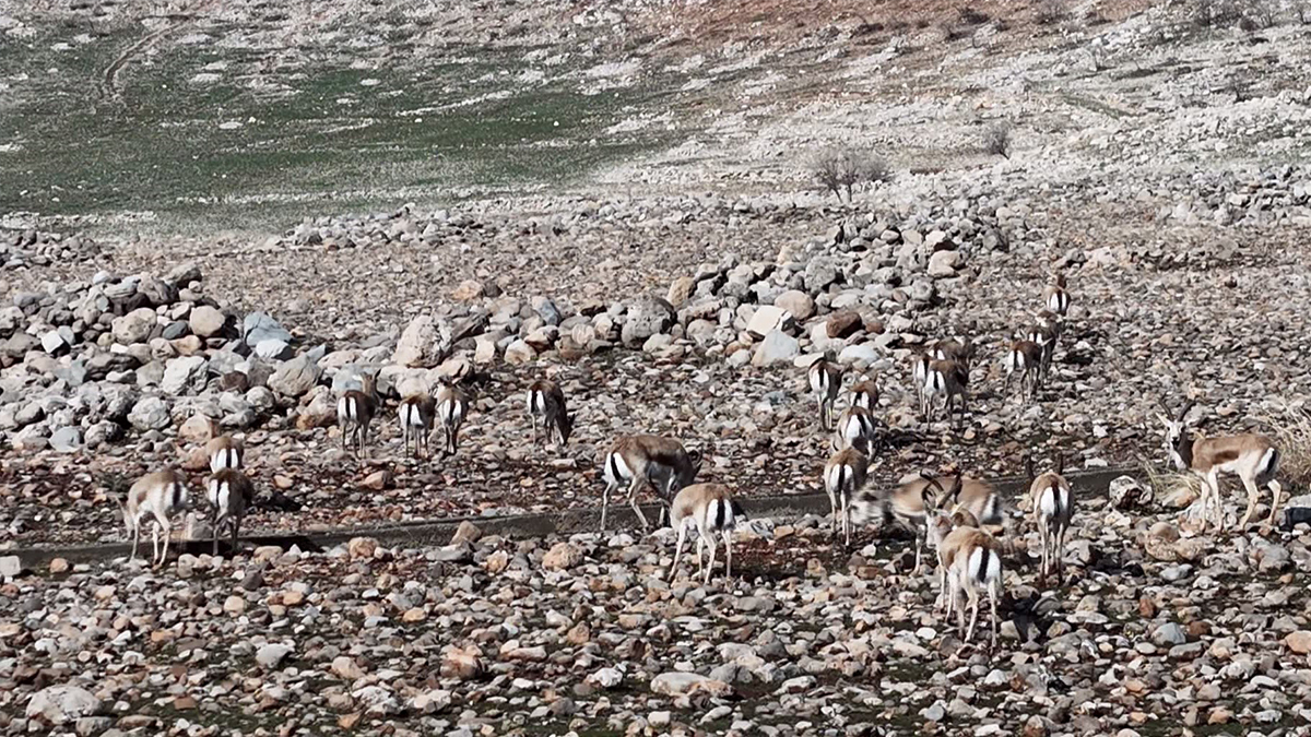 Şanlıurfa’nın ceylanları Cudi Dağında! Doğal yaşam meyvesini veriyor