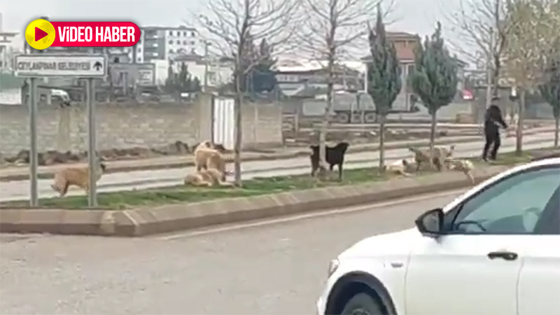 Şanlıurfa’da başıboş köpek dehşetinde bugün! Ceylanpınar'dan da tedirgin eden görüntüler geldi