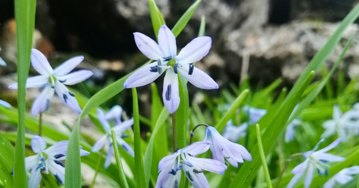 "Onu korumak hepimizin görevi": Şanlıurfa'nın nadide çiçeği açtı...