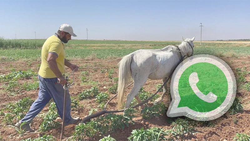 Şanlıurfalı çiftçiler WhatsApp grubu kurdu