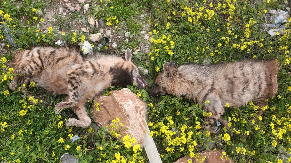 Şanlıurfa’da nesli tehlikede olan sırtlana araç çarptı! Telef oldu...