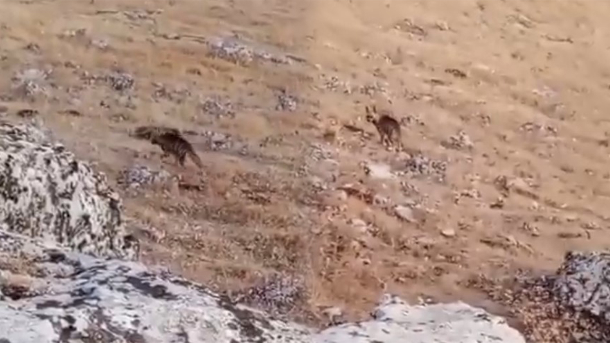 Nesli tükenme tehlikesi altında! Şanlıurfa’da görüntülendi