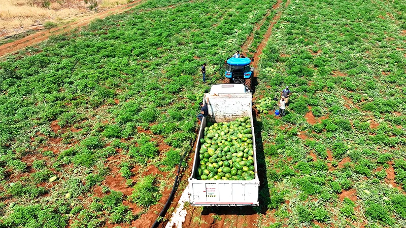 Şanlıurfa’da yerel üreticiye pazar, vatandaşa doğal ürün