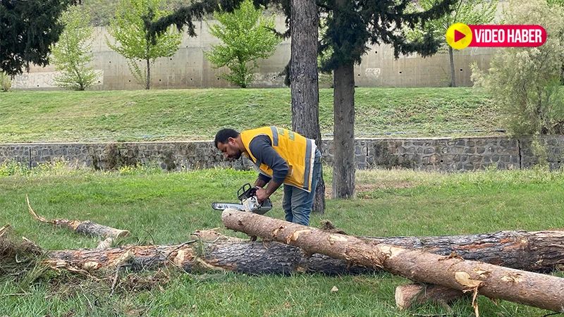 Şanlıurfa'da eskiden kalan cennet katlediliyor! Dallas'ta ağaç kıyımı var...