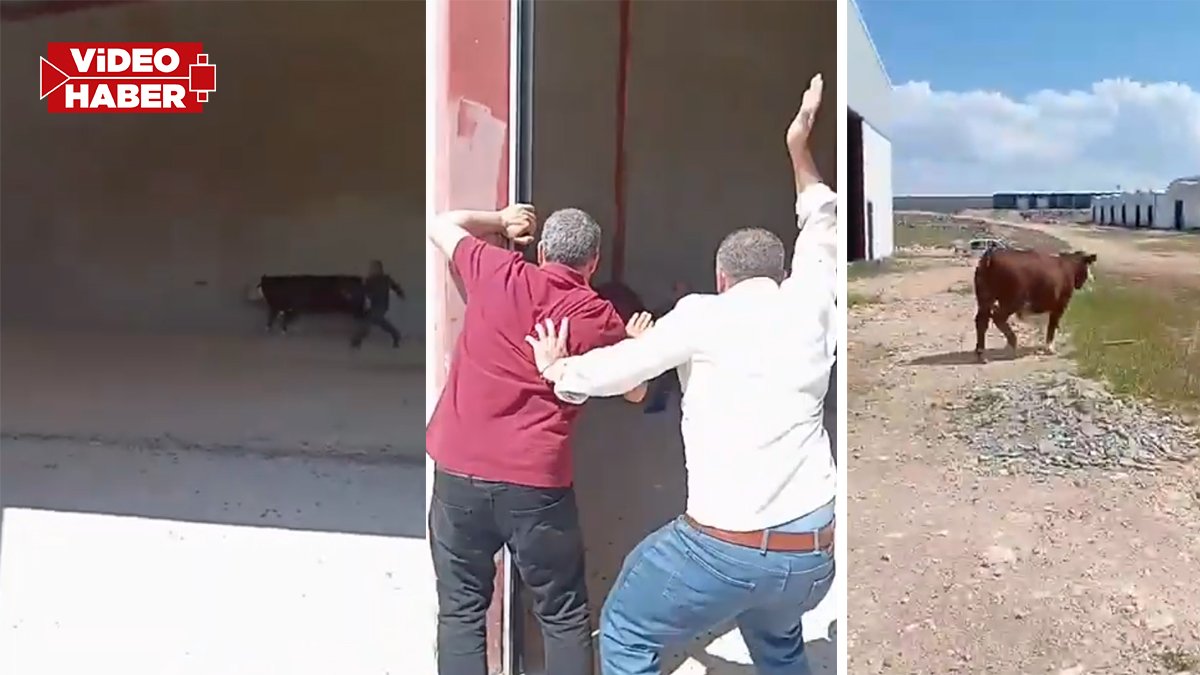 Şanlıurfa’da bilindik manzaralar: Firari inek sanayiyi birbirine kattı!