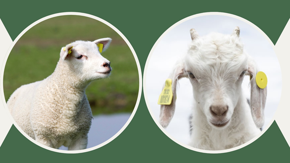 Şanlıurfa'daki hayvan yetiştiricilerine müjde: Başvurular başladı