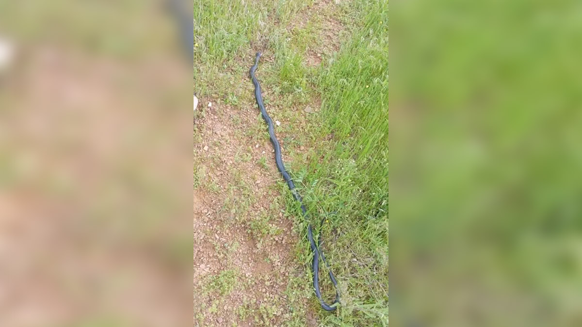 2 metrelik dev yılan paniği!  Mahalleliyi tedirgin etti