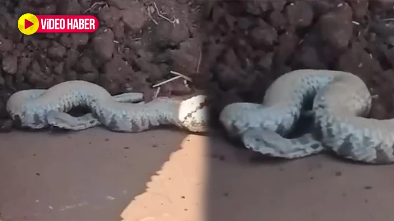 Şanlıurfa’da kepçeden dev yılan çıktı! İşte o anlar…