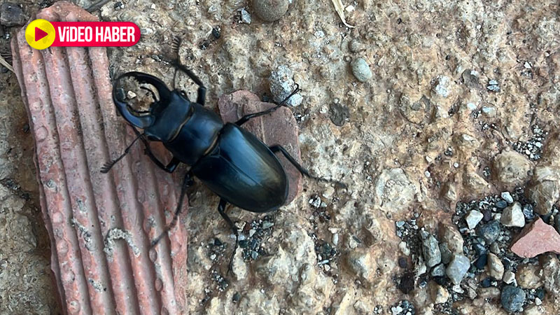 Şanlıurfa’nın komşusunda nadir görüntü! Öldürmenin cezası 557 bin lira