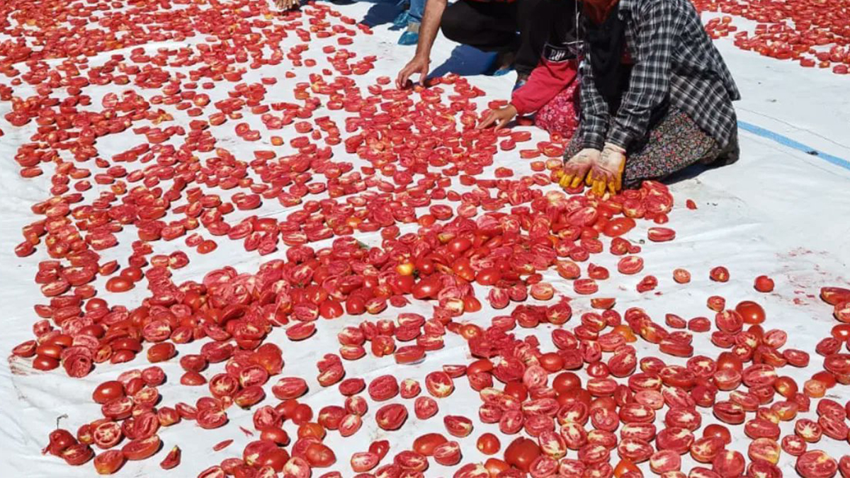 İşte gelir kapısı! Yaşı 20 lira, kurusu 300 lira