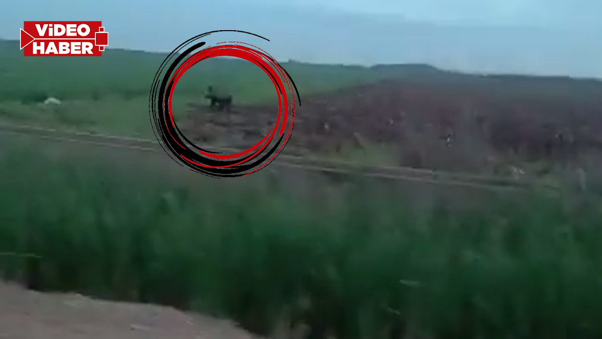 Şanlıurfa kırsalında yaban domuzu endişesi! Çiftçiler tedirgin