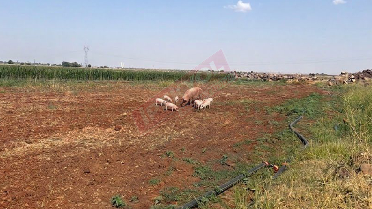 Urfa’da tarlaya giden çiftçi şok oldu: Cep telefonunu çıkarıp o anları kaydetti!