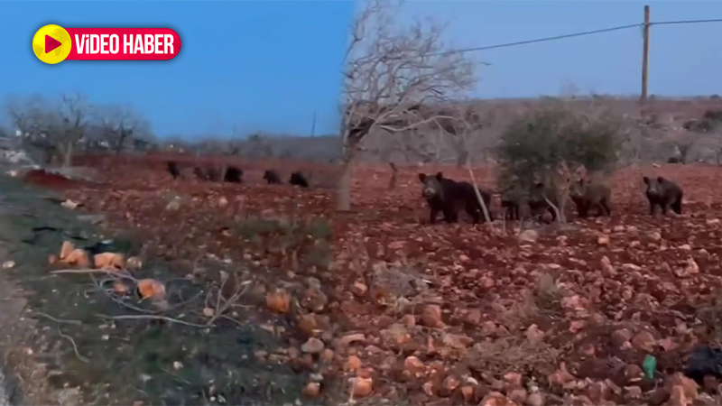 Şanlıurfa’da tarlasına giden çiftçi şok oldu! Sürü halinde…