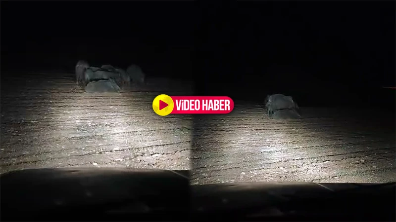 Şanlıurfa’da bu da görüldü! Sürü halinde geziyorlar