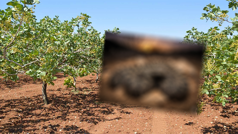 Dünyanın en ölümcül yılanı Şanlıurfa'da görüldü