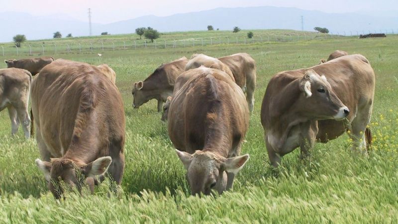Düve desteği almak isteyenler dikkat! Başvurular başladı