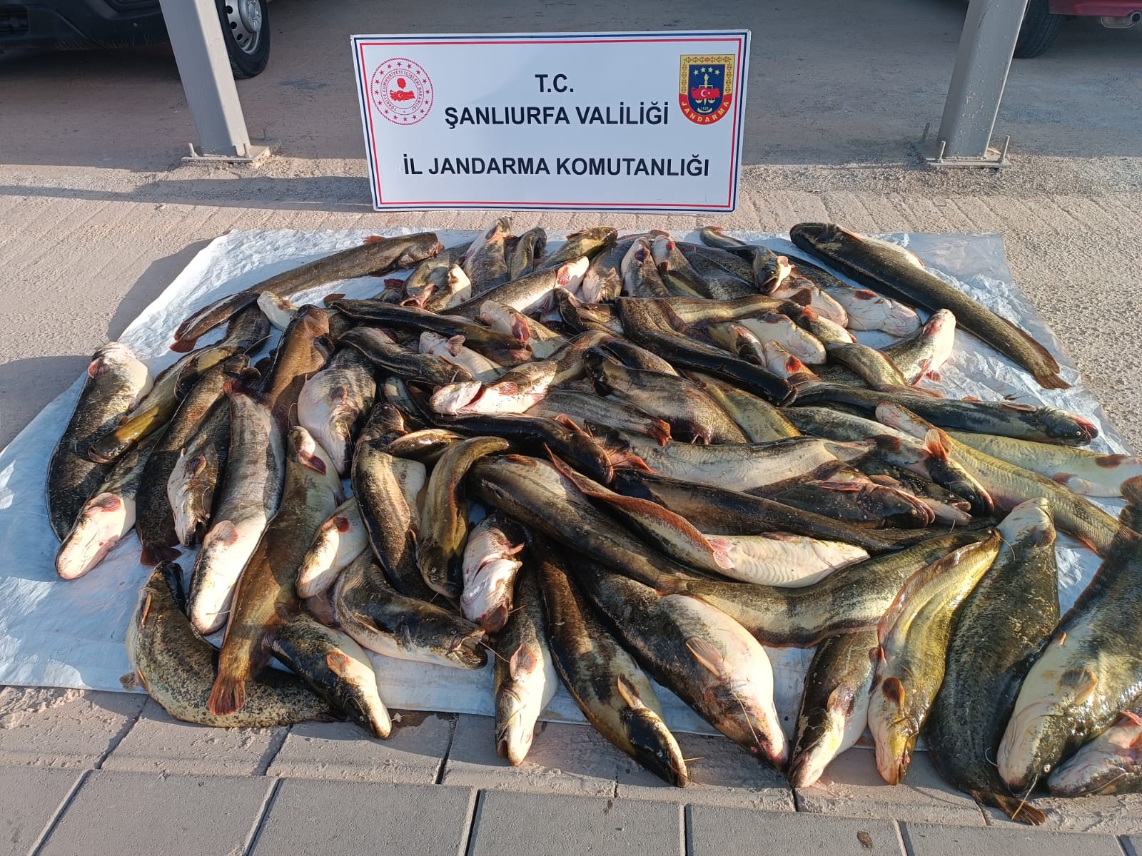Şanlıurfa’da durdurulan araçta 180 kilo çıktı: 24 bin TL ceza yedi