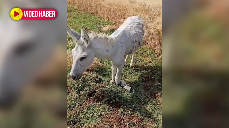Şanlıurfa’da vicdanları sızlatan görüntü! Kırık ayakla ölüme terk ettiler