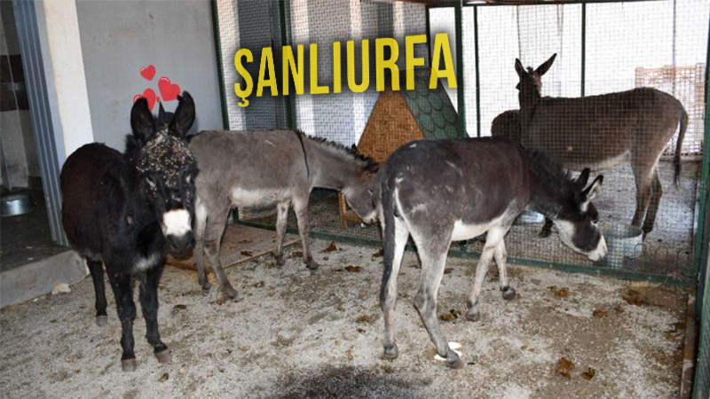 Şanlıurfa’da sayıları alarm veriyor: 5 yıl sonra hiç kalmayacak