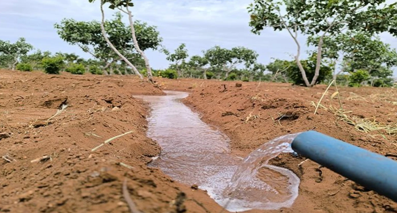 Şanlıurfa'da korkulan oldu! Geçen yılların yarısı kadar bile değil...