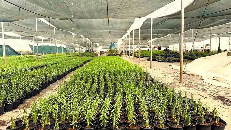 Şanlıurfa'daki belediye kendi seralarında ürettiği bitkilerle parkları yeşillendiriyor