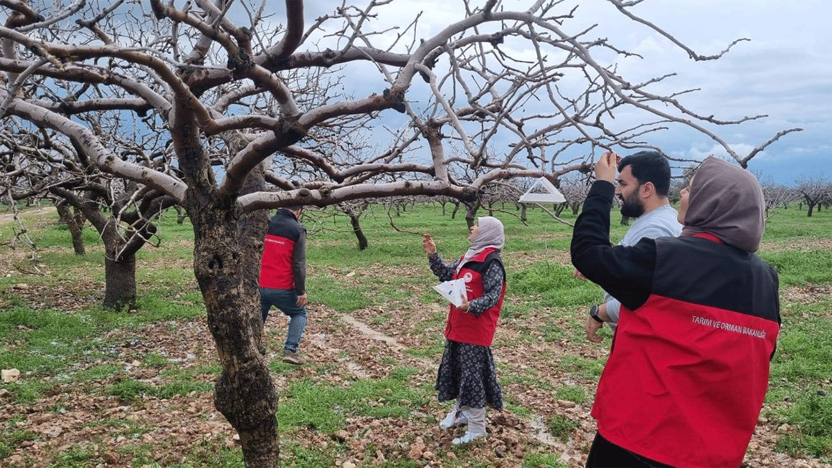 Şanlıurfa’da fıstık bahçesine feromon tuzakları kuruldu!