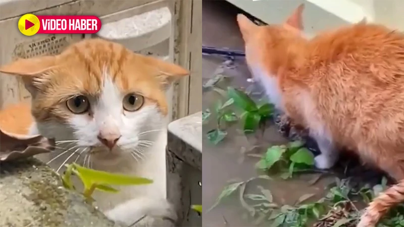 Sonunu kimse böyle beklemiyordu!