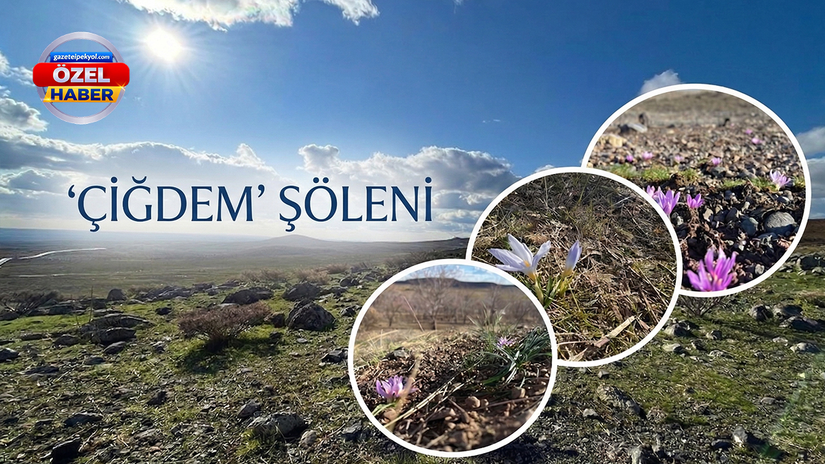 Şanlıurfa bozkırlarında mor şölen! 'Çiğdem' bayramı
