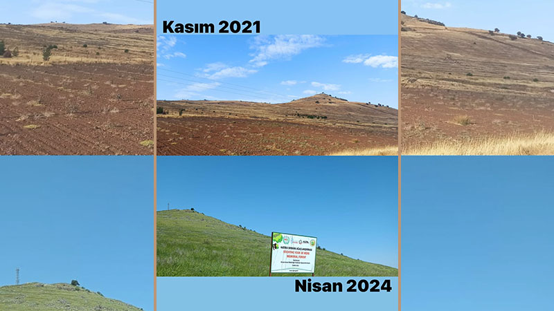 Fidanlar büyüdü! Şanlıurfa'da ağaçlandırılan kırsal alanın çehresi değişti