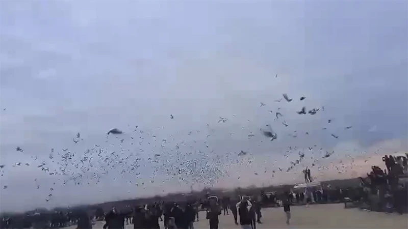 Şanlıurfa'da barış kuşları Filistin için uçtu