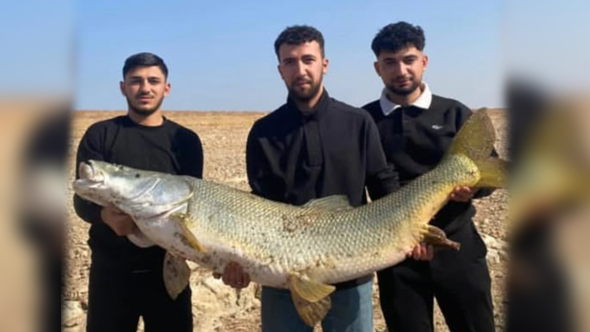 Fırat’ın bereketi! Şanlıurfa'da ağlara takıldı, görenler inanamadı